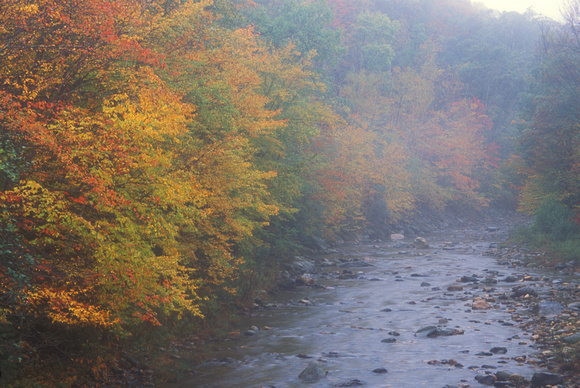 Mohawk Trail State Forest Cold River Autumn Fog