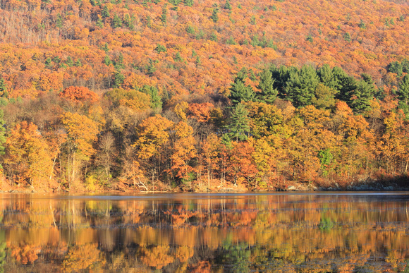 Oak Fall Foliage West River Vermont