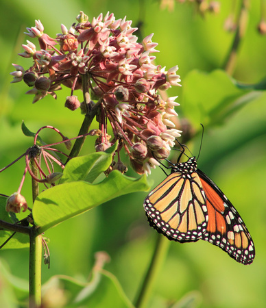 Monarch Butterfly on Milkweed