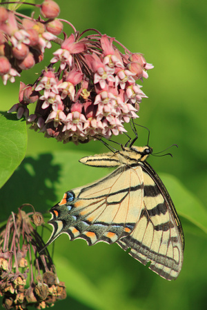 Tiger Swallowtail on Milkweed Side View