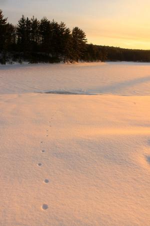 Quabbin Reservoir Coyote Tracks