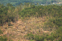 Tornado Monson forest damage hillside