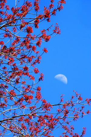 Maple Buds and Moon