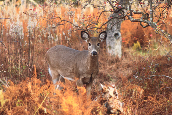 White Tailed Deer in Autumn Meadow