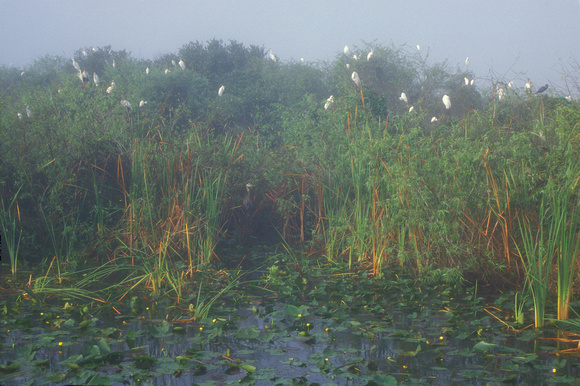 Everglades Shark River Roosting Birds