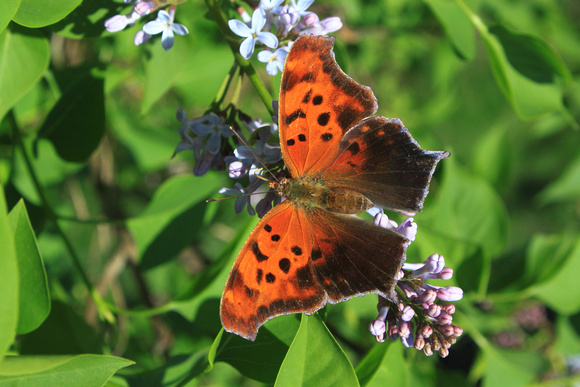Eastern Comma on Lilac