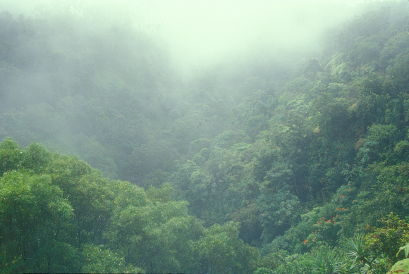 Rainforest Fog