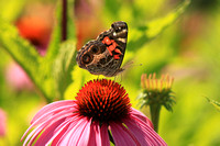 American Painted Lady on Coneflower