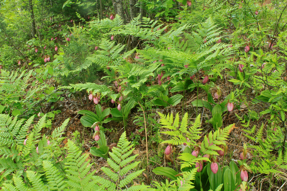 Pink Ladys Slipper Colony and Ferns