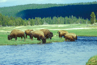 Bison Herd Yellowstone