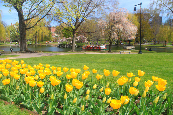 Boston Common Public Garden Tulips and Swan Boat