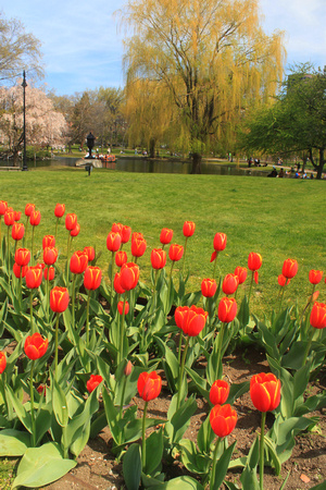 Boston Common Public Garden Tulips