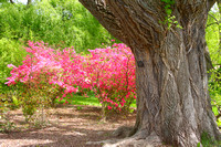 Arnold Arboretum Cork tree in Spring