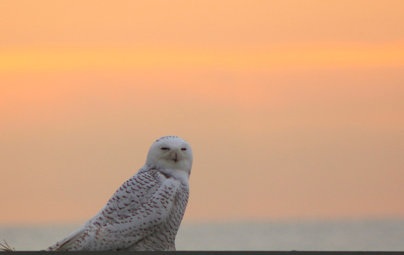 Snowy Owl at Sunrise