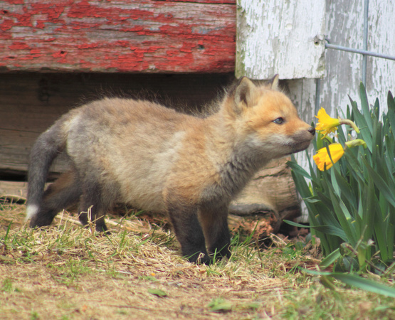 Red Fox Kit and Daffodils