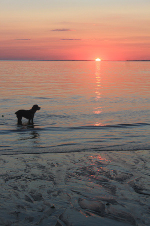 Dog on Cape Cod Beach at Sunset
