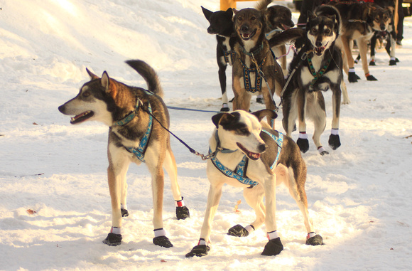 Sled Dogs leader dogs