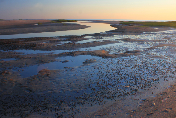 Wellfleet Bay Tidal Flats