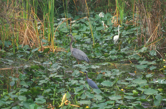 Everglades Wading Birds in Shark River