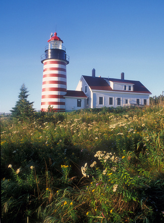Quoddy Head Lighthouse Wildflowers