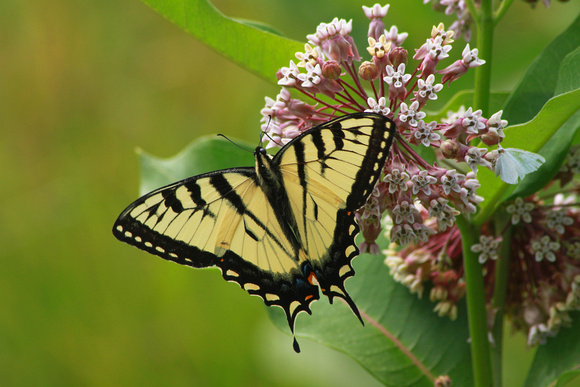 Tiger Swallowtail on Milkweed