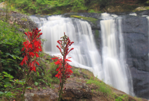 Doanes Falls Cardinal Flowers and Waterfall