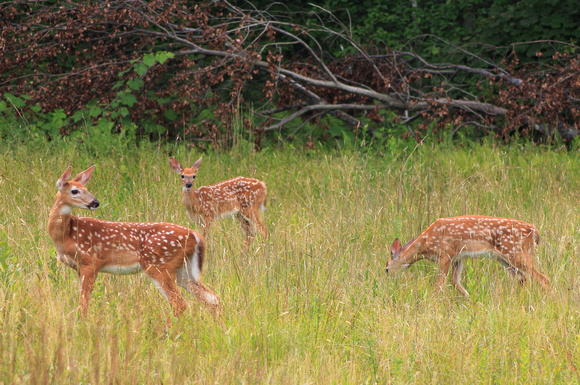 Whitetail Deer Fawn Triplets
