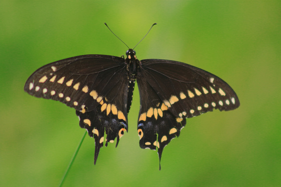 Black Swallowtail on grass