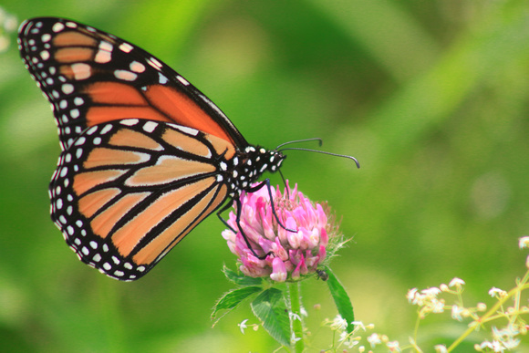 Monarch Butterfly on Thistle in Grassland