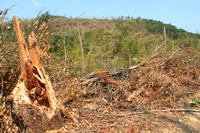 Tornado forest damage Brimfield
