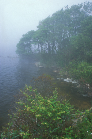 Trustom Pond fog