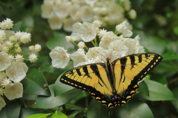 Tiger Swallowtail on Mountain Laurel