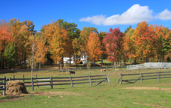 Harvard Forest Pasture Fall Foliage Cows