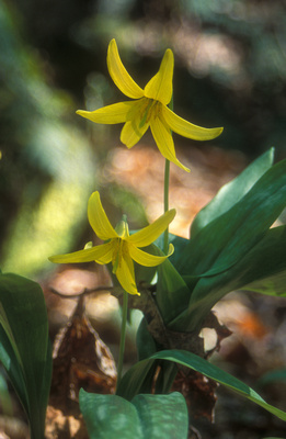 Trout Lily