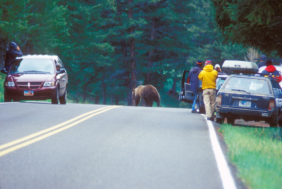 Yellowstone National Park bear jam