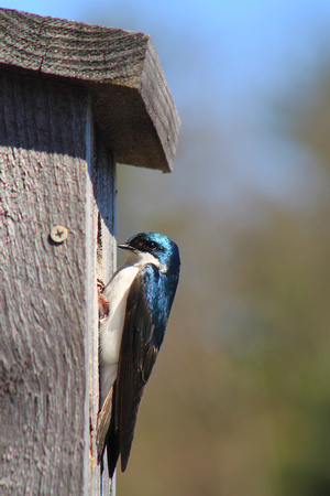 Tree Swallow at nest box