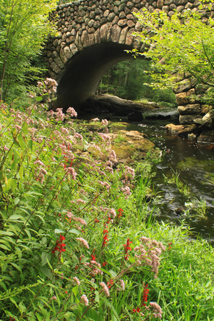 Lawrence Brook Wildflowers and Stone Bridge