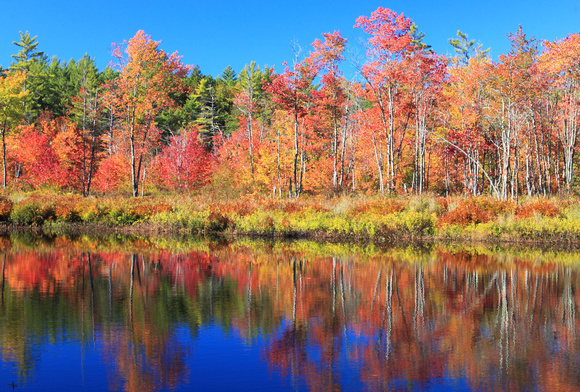 Tully River Red Maple Wetland Fall Foliage