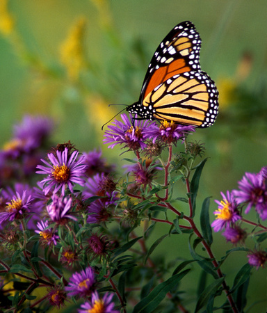 Monarch Butterfly on Aster