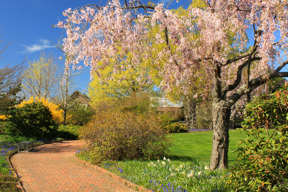 Tower Hill Botanic Garden Cherry Path
