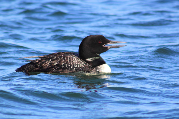 Common Loon at Monomoy National Wildlife Refuge
