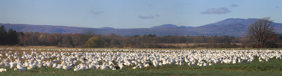 Dead Creek WMA Snow Goose Flock