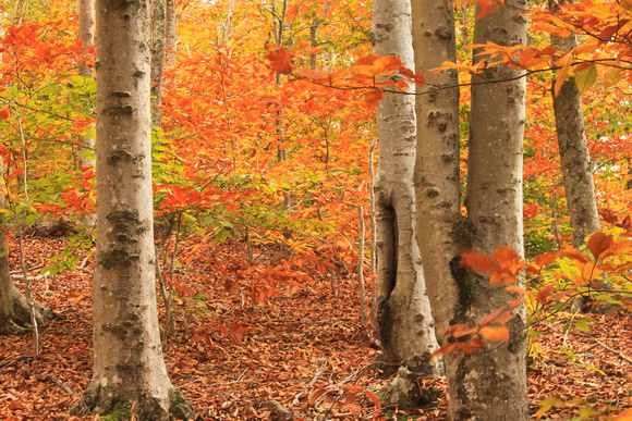 Beech Forest in Autumn Cape Cod