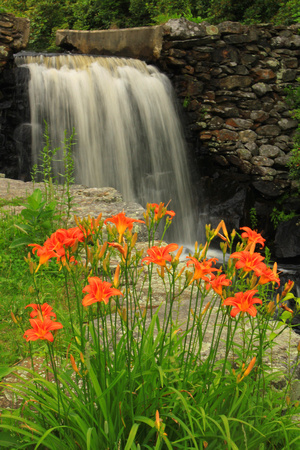 Moore State Park Lilies and Waterfall