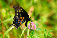 Black Swallowtail Thistle