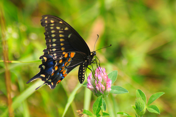 Black Swallowtail Thistle