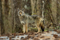 Eastern Coyote