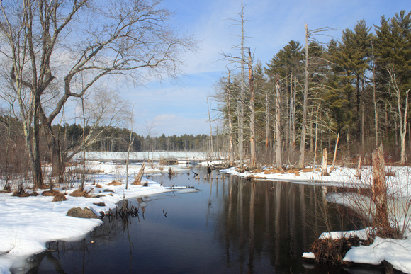 Willowdale State Forest Winter Wetland