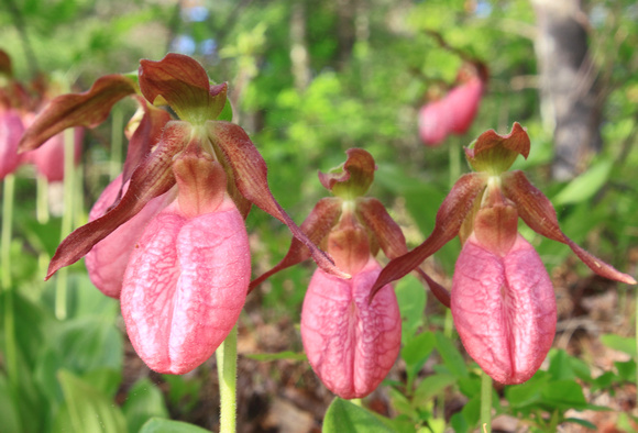 Pink Lady's Slipper Colony
