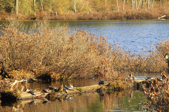 Quabbin Reservoir Bassett Pond Painted Turtles